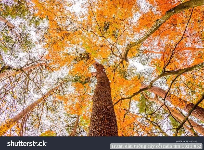 Tranh dán tường phong cảnh hồ thác, cây cối T321-472